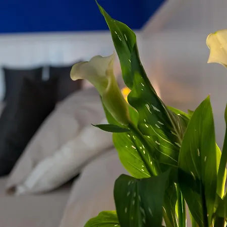 Maximilian 바르돌리노